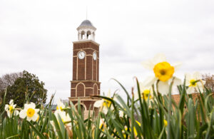 A brick clock tower stands tall under a cloudy sky, with large white and yellow daffodils in bloom in the foreground.