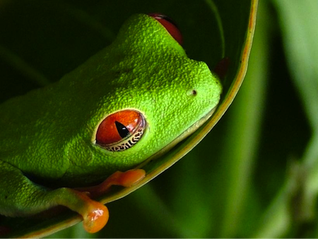 Coast Rica Tree Frog